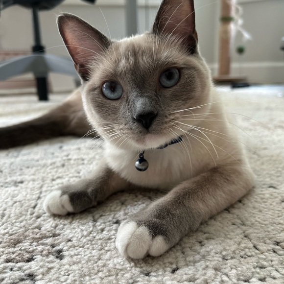 Kimberly is live! Come hang! Yeehaw Yeehaw! 🤠❤️ - Picture 16 of 16